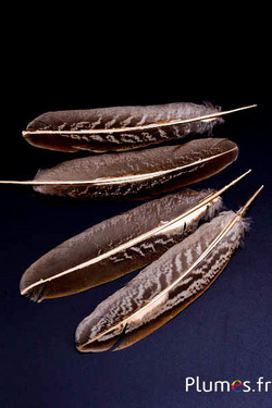 Fazant van Colchis gouden schacht - 15-20 cm - natuurlijk